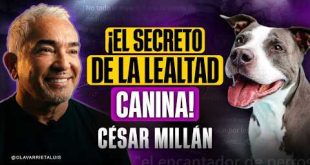 El MISTERIO del PERRO AGRESIVO por CESAR MILLÁN